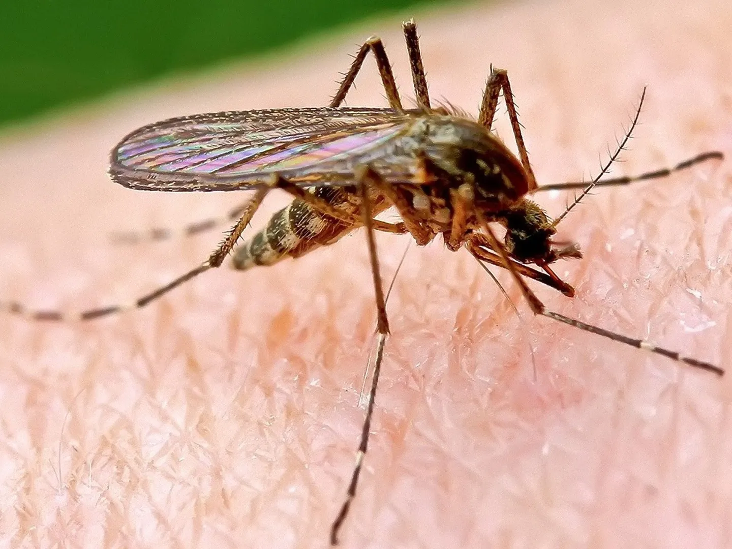 malaria